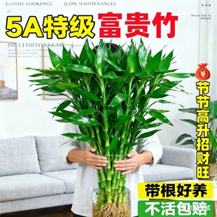 ���F��ˮ��ֲ��͏d��ؔ���ܾGֲ�҃������^���񎧸��D�\��lؔ��