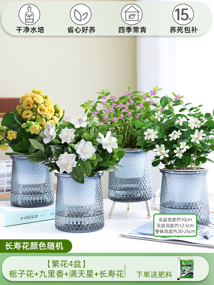 [꽃 4화분] 치자나무 + 구리향 + 아기숨결 + 칼라비나