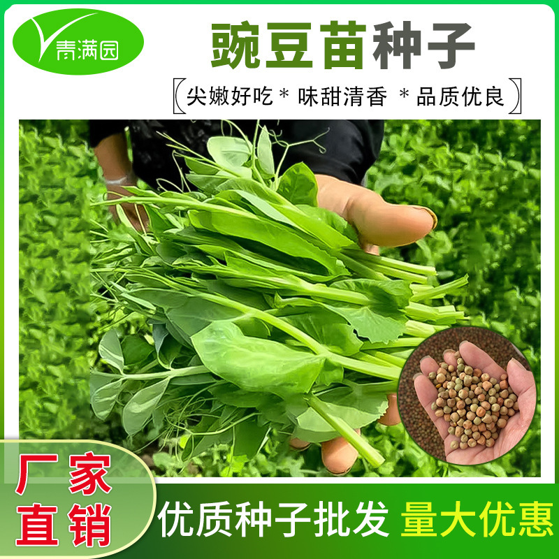 Pea Seeds, Sweet Pea Tip Seeds, Special Pea Seedlings, Four-Season Sowing, Asparagus Peas, Snow Peas, Vegetable Seeds