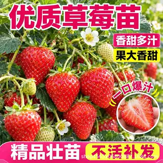 草莓苗秧批发大棚种植四季结果脱毒穴盘盆栽优质高产玄玉红颜新苗