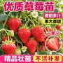 四季盆栽种植红颜草莓苗