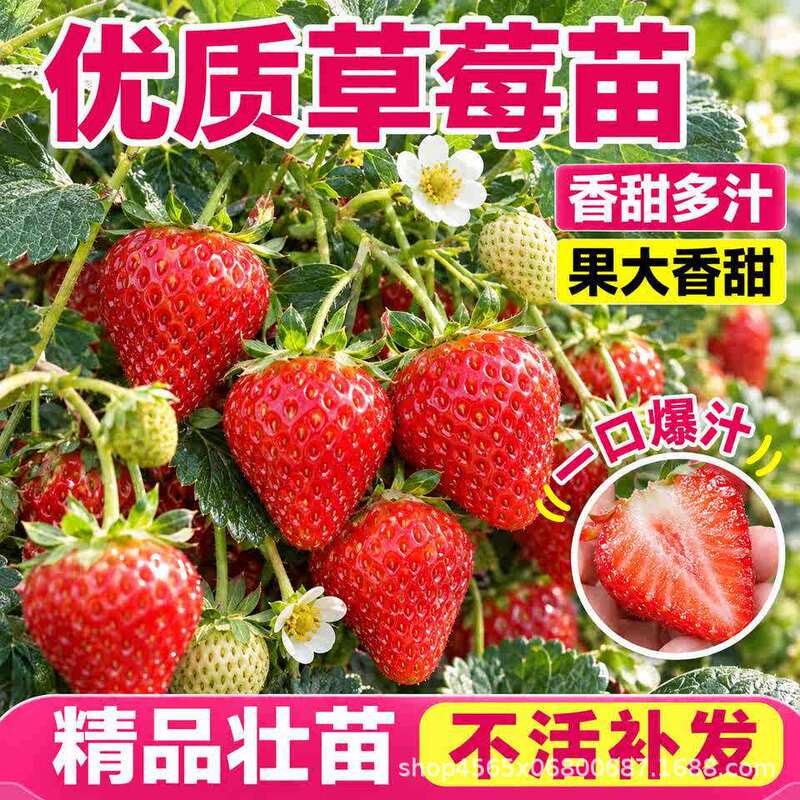 Wholesale strawberry seedlings for greenhouse cultivation, suitable for year-round fruiting, disease-free, in trays and pots, high-quality and high-yielding, including the 'Xuan Yu Hong Yan' variety Wholesale strawberry seedlings for greenhouse cultivation, suitable for year-round fruiting, disease-free, in trays and pots, high-quality and high-yielding, including the 'Xuan Yu Hong Yan' variety