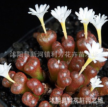 盆栽绿植花卉景天科多肉植物 生石花 多肉種子