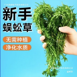 ���ˮ��50֧�~���쾰�b����ּ���ˮ�ݺ��B�ͻˮ���wֲ�����l