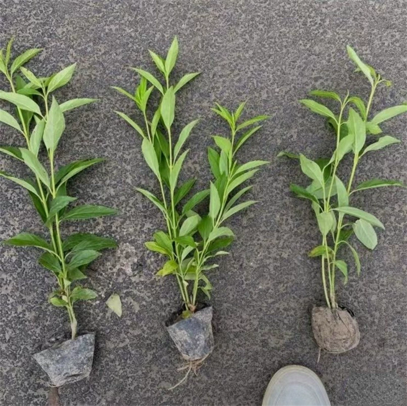 Детские Оптовая Продажа Jinzhonghua Маленькая Чашка Рассада Инженерная Рассада Озеленение Цветной Блок Рассада Декоративные Цветочные Растения