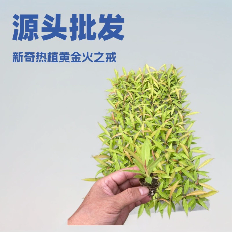 Оптовая продажа необычных модных растений, золотистого пожарного потовоха, современных зеленых растений для офиса и дома, рассады оптом