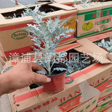 �y�~��С���� 20cm �ͺ�  �����߅���� ���@�G������ �F؛���l