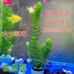 金鱼藻真水草鱼缸造景挂卵繁殖净化水质母鱼庇护所养鱼专用冒泡