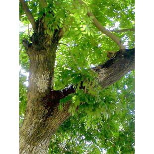 SNFFNľϵͥԺtľҾߘN