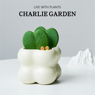 Heart-To-Heart, a Piece of Heart, Desktop Gift to Express Love, Plant Valentine's Day Gift, Shade-Tolerant, Radiation-Proof and Easy to Maintain