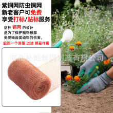 �S�Ҷ���12�z΁ţ�~�W���x����̖���ξWᄾ����s�^�V�~�z�W�^�V�W