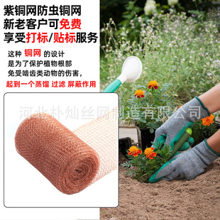 �S�Ҷ���12�z΁ţ�~�W���x����̖���ξWᄾ����s�^�V�~�z�W�^�V�W