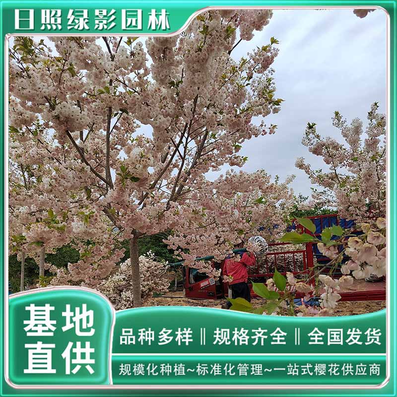 樱花培育基地 7公分松月樱树苗什么价格行情  樱花直供