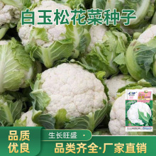 松花菜种子种籽秋后花菜菜花春季花椰菜苗孑秧四季蔬菜苗籽种