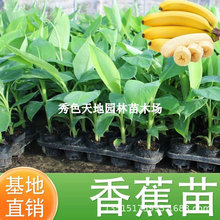 粉香蕉树苗皇帝蕉红蕉矮化蕉芭蕉西贡蕉粉蕉庭院果树苗盆栽香蕉苗