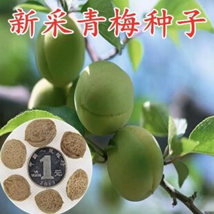 ��÷�N���²��չ��������÷��÷���ѾG���@���е����ľ���д���