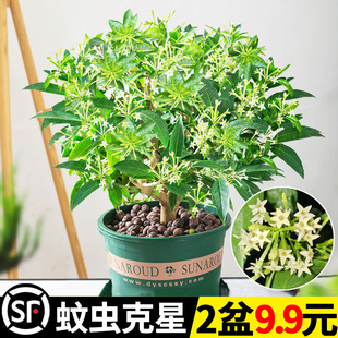 Evening Fragrant Flower Seedling Indoor Potted Muri Flowers Balcony Flowers Flowers Flowering in Four Seasons Good for Mosquito Repelling Green Plants