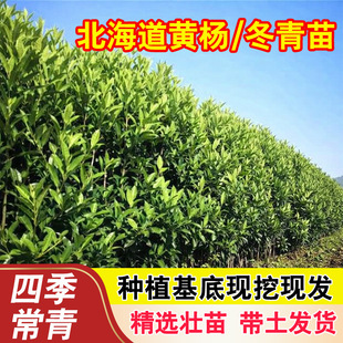 �������S���綬���煲�����������ͺ��ļ�����ͥԺ�G�h����