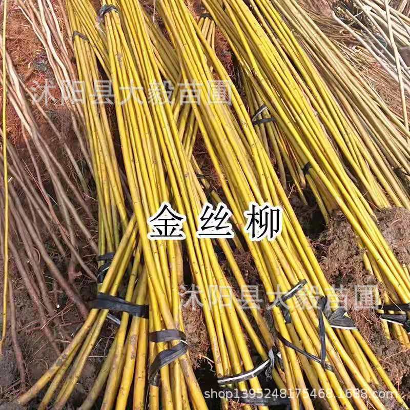 [Dayi Seedlings] Supply of Golden Weeping Willow, Golden Willow and Yellow Willow with Complete Specifications
