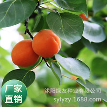 ���l �������N  ���~���ľ��N�� �Һ�  �Ә�N��   �Ӻ˵�