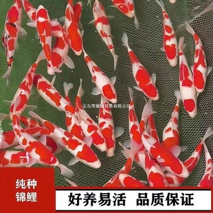 �ձ����N�t���\���~���w�~�^�p�~��ˮ��ˮС���~���B�ͻ��~��