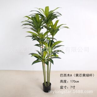 ����ֲ������F����Ѫ��͏d��������҃ȴ��ͷ���Gֲ�p���b[