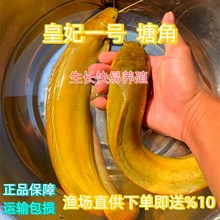 直供正宗黄塘鱼苗王妃三代胡子塘角塘角鱼广东本地塘角鱼塘鲺中山