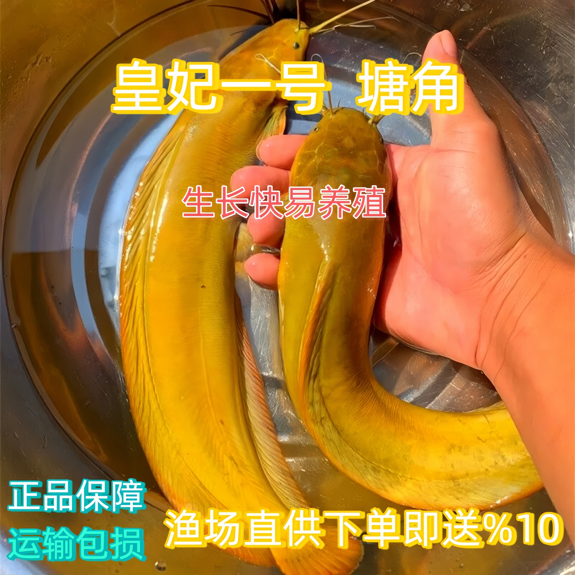 直供正宗黄塘鱼苗王妃三代胡子塘角塘角鱼广东本地塘角鱼塘鲺中山