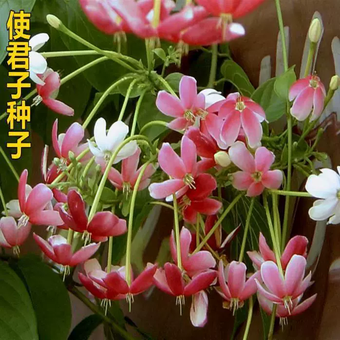 Семена цветов сделать джентльмен семян многолетняя история джентльмен пять челнок может сделать китайский травяной медицины вьющиеся растения