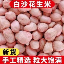 2025年新花生米山东农家新鲜白沙生花生米10斤装商用大粒5斤