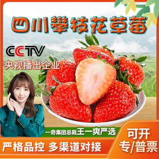 Sichuan Panzhihua lu Tian Strawberry отправляет 3 фунта свежего фруктового молока Свежая клубничная подарочная коробка не -дэндонг