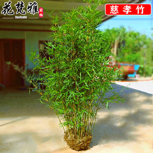 竹子苗慈孝竹庭院观赏竹四季种植丛生竹大型窝竹凤尾竹阳台盆栽竹-阿里巴巴