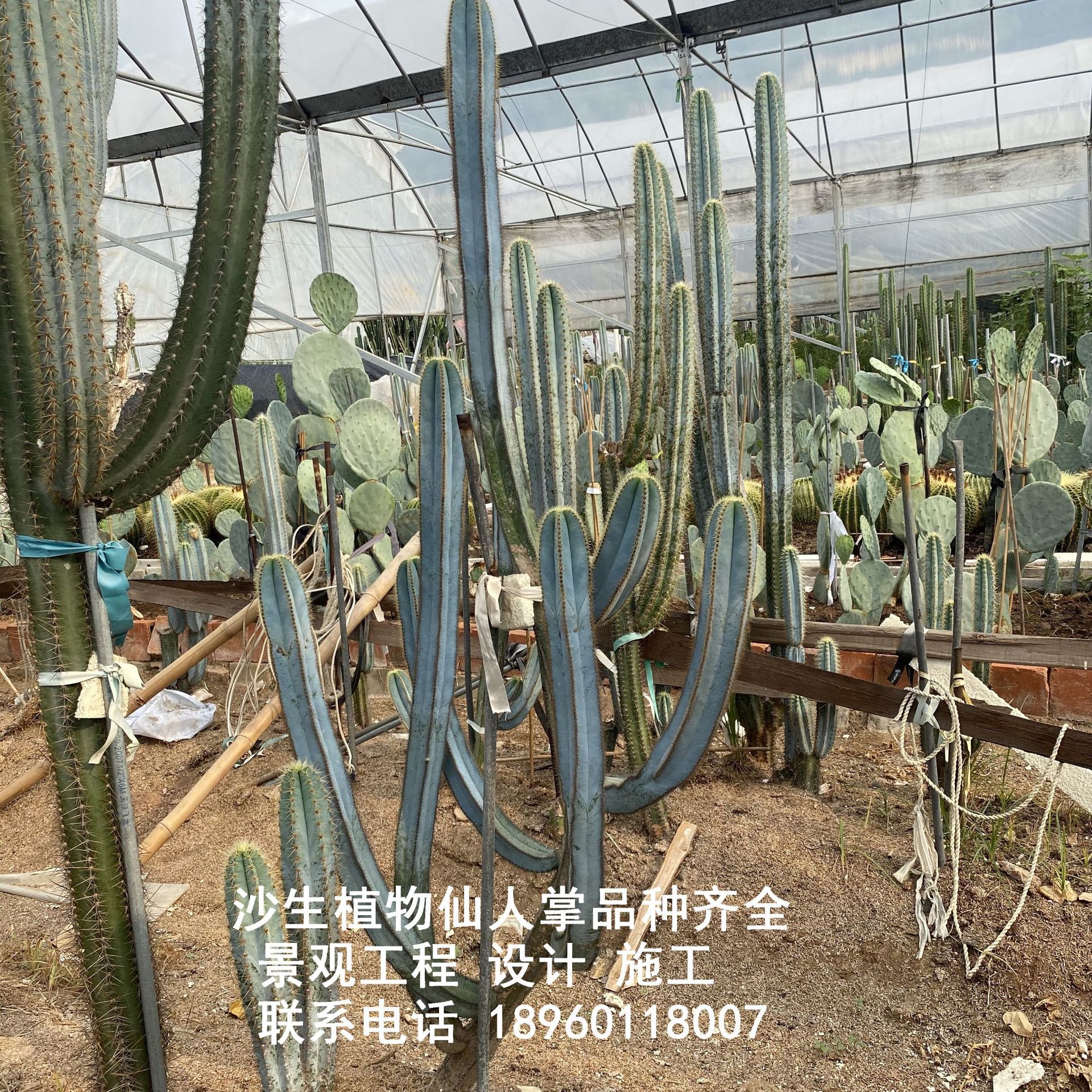 蓝柱仙人柱,仙人柱中最名贵品种,蓝柱仙人掌(第13页)_大山谷图库