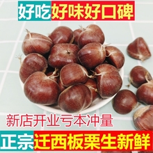 新鲜迁西生板栗新鲜栗子正宗大河北唐山生鲜野生油栗毛栗批发