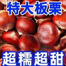 �Ϙ䵤�|�����r��ë���������������Fժ�߲������Ŵ���l��ɽ����