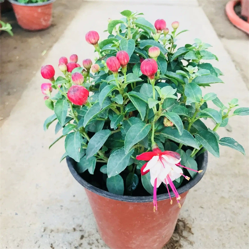 Двухцветочный подвесной цветок колокольчика, рассада, цветок-фонарь, комнатное зеленое растение в горшке, цветет на балконе круглый год с бутонами и непрерывными цветами.