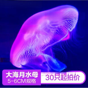 �^�p���wˮĸ�����lˮĸ�^�p�[�ؔ�����10ˮĸˮĸ03cmֻ2С����