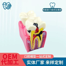 其他口腔护理;教学演示用品;医药教学器材