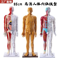 ������85CM�������ģ�Ͱ뼡���������ģ����ҽ����Ѩλͭ��ģ��