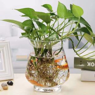 �L���ӻ�ƿˮ��ֲ�ﲣ��ƿˮ��G�}���趬����͸���~�X�ݳ���