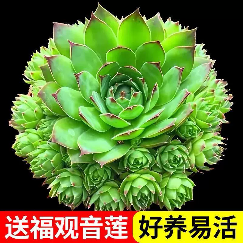 Гуаньин Лиан — суккулентное растение с множеством семян и благословений, является комнатным растением, которое легко выращивать в больших горшках и склонно к взрыву. В комплект входит горшок и почва.