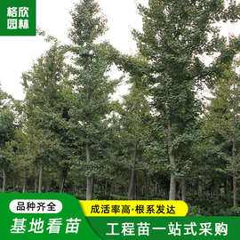 银杏树 园林绿化占地工程行道树南方北方种植白果树金叶银杏小苗