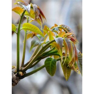 㴻t㴻㴺Ęrʳ㴺ѿ㴻m