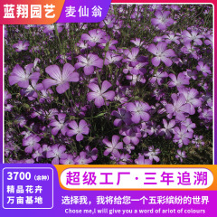 マクシアンウォンの花の種子 庭 屋外 ガーデニング 大輪のマクシアンウォンの花の種子 四季播種 生きやすい鉢植えの花の種子