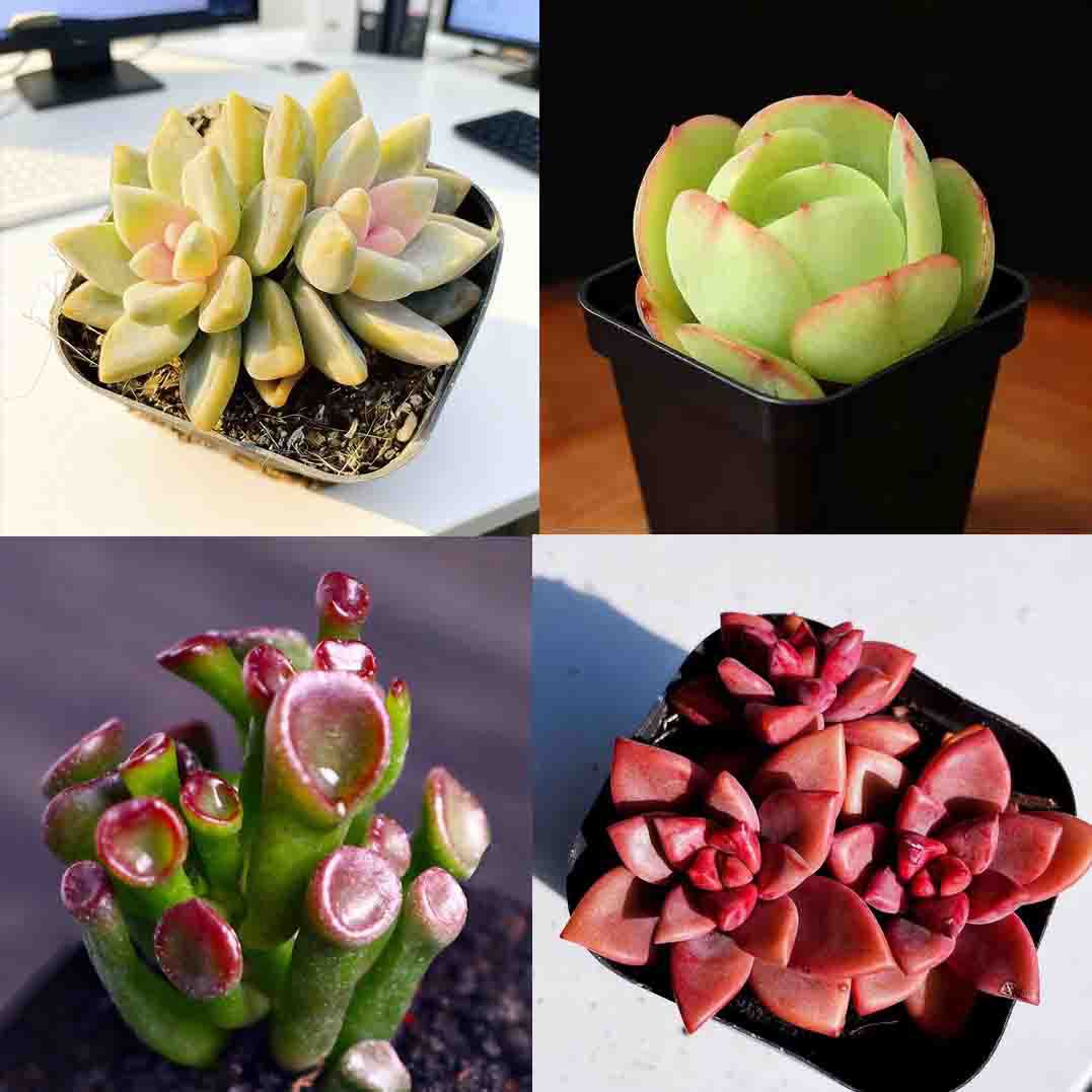 가벼운 눈 + 계란 복숭아 + 돈을 빠는 나무 + 지롱웨 3 머리