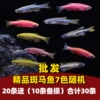 Zebra, wholesale, 30 pieces, 10 pieces