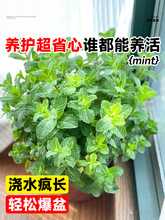 �������ԷNֲ���ʳ���҃�ˮ��ֲ��؈�����~�m�ϑ����B����þGֲ