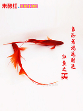淡水观赏鱼燕尾红剑鱼高鳍高帆长尾红箭鱼孔雀鱼红剑公母胎生热带
