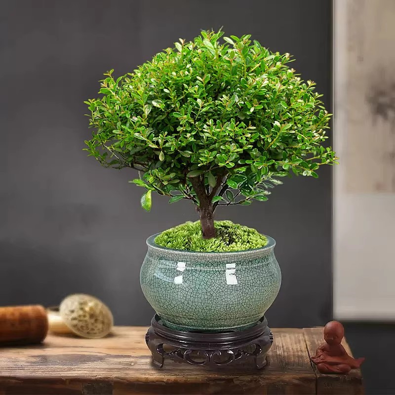 고급 작은잎 피니퍼스 + 짙은 녹색 크랙 세라믹 화분 + 수지 원형 트레이 + 비료 [무료 이끼]