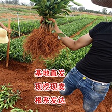 ���θ����Ĵ��������J�����ָ��紺Ҋ�����粻֪������箔��Y��